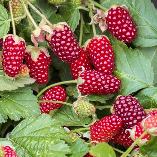YouGarden Loganberry Plant - Hybrid BlackBerry-Raspberry, 2 Litre Pot, Juicy Berries, Great for Jams and Pies