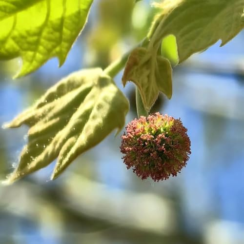 de plátano Minijardín orgánico con de oficina Platanus acerifolia balcón hoja perenne comprars interior semillas interior jardín perennes 35semillas
