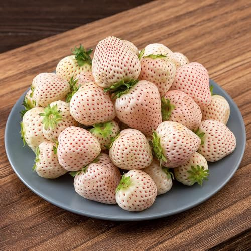 erdbeersamen mehrjährig winterhart, erdbeerensamen, garten bio exotische hochbeet zimmerpflanze balkon obstsamen hängend kübelpflanzen 350pcs