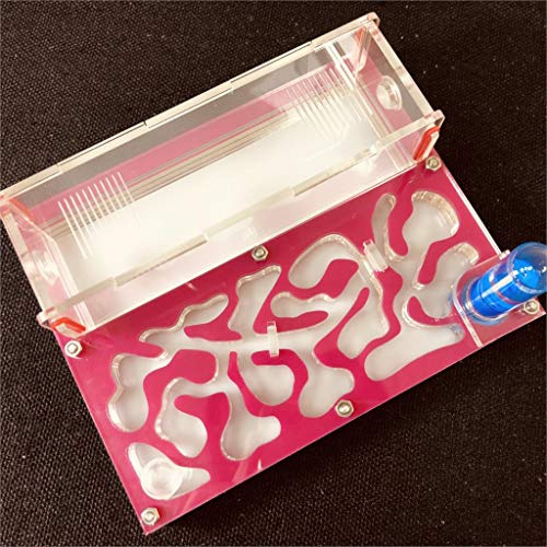 Formicarium Naturelle pour Ferme à Fourmis pour Tube à essai de Fourmis Live Humidité Grand Espace Nid de Fourmis en Acrylique, Fourmilière Insectes (Rose)