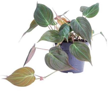Philodendron scandens 'Micans' – 25 cm – ø12