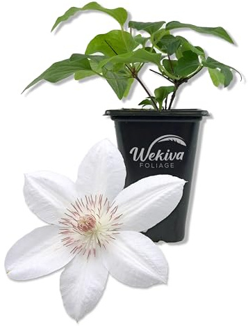 Clematis Henryi - Live Starter Plant in a 2 Inch Growers Pot - Starter Plants Ready for The Garden - Beautiful White Flowering Vine