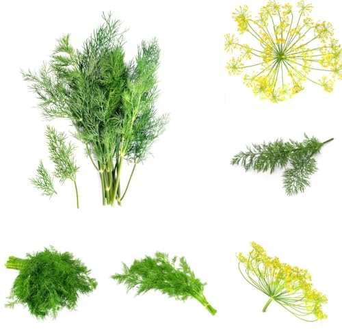 Semi di aneto, semi di medicinali Aneto graveolens, rare esotiche biologici selvatiche da giardino 200pcs
