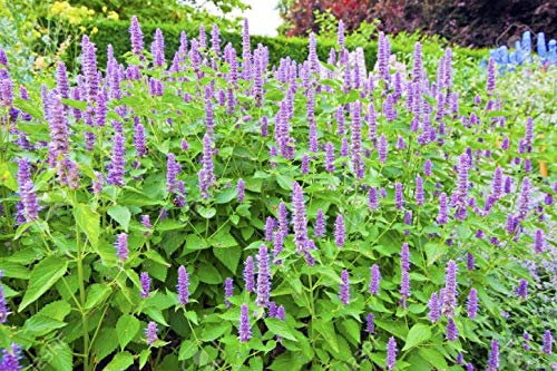 AGASTACHE LIQUORICE BLU 50 SEMI- ISSOPO COREANO