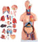 Menschliches Körpermodell 55/85Cm Torso Anatomisches Modell Kann Abgenommen Werden 21PCS/23PCS Männliche Und Weibliche Fortpflanzungsorgane Anatomie Menschliche Organe Mit Der Inneren Organe,85cm