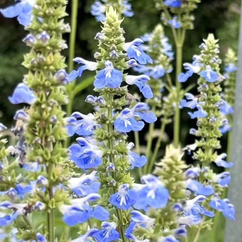 semillas de salvia organicas - jardín resistentes, perennes 600pcs