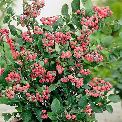 Plant Theory Blueberry Pink Lemonade Pinkberry Fruit Bush Vaccinium 2L Pot