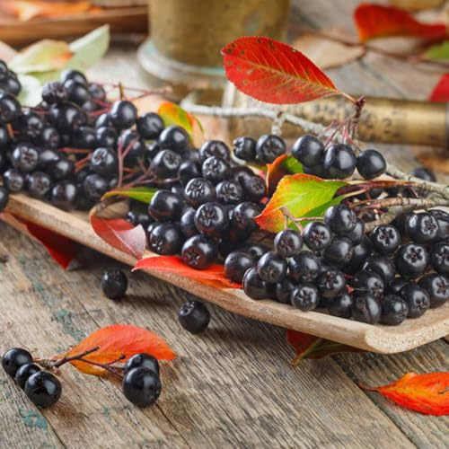 Semi di aronia, bacche di aronia, melanocarpa, comprare da frutto raro vecchie varietà da frutto colonnare colonnari Cespuglio bacche, per gli amanti del 60pcs