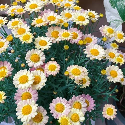 margeriten samen mehrjährig winterhart, pflanzen für draußen, saatgut blumen margeritensamen exotische pflanzen winterhart, samen winterhart balkon blumensamen, mehrjährige blumen 400pcs