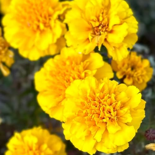 Semi di calendula resistente - decorativa per balcone esterno 2000pcs