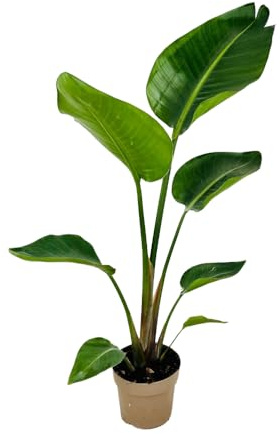 AMDGarden Pianta Strelitzia Nicolai Uccello del Paradiso Bianco Falso Banano Sempreverde Vaso 17 cm