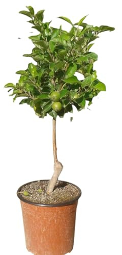 Planta natural Frutal Enano Manzano injertado. Manzana amarilla. Altura 60-70 cm. Ideal para cultivar en maceta y decorar terrazas o jardines pequeños. Segura Garden