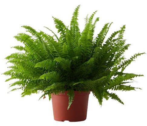 Helecho Común Natural Planta de Exterior Ideal para Embellecer tu Jardín