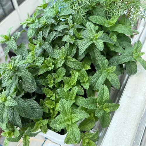 semillas de menta marroquí - hermosas excelente decoración de 70pcs