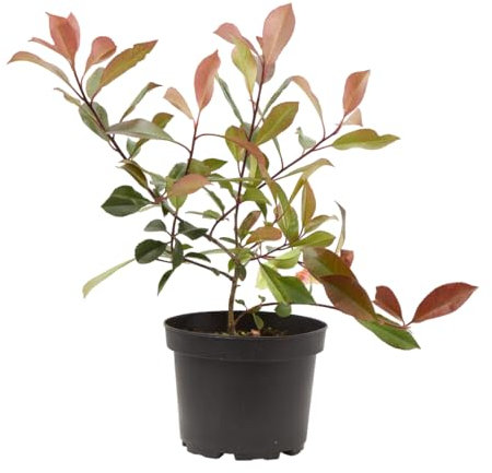 Verdecora Photinia en maceta 3L | Photinia x fraseri Red Robin | Planta de Interior y Exterior | Arbusto natural | Follaje Rojo y Verde Brillante | Ideal para Decoración y Setos