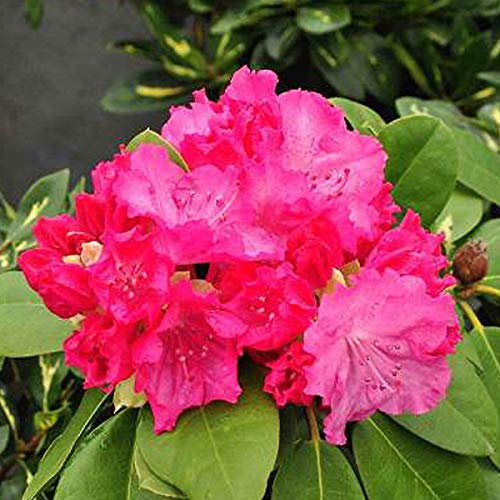 Rhododendron 'Germania' 40-50 cm en conteneur