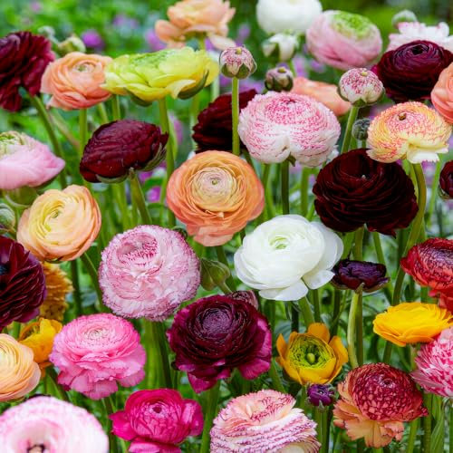 FLORIUM - Ranunkeln zwiebeln Farbenfrohe Kollektion (30 Knollen), winterhart Butterblumen Zwiebeln aus Holland, Mehrjährige mischung in 5 Farben, echte Pflanzen für Garten und Balkon (nicht künstlich)