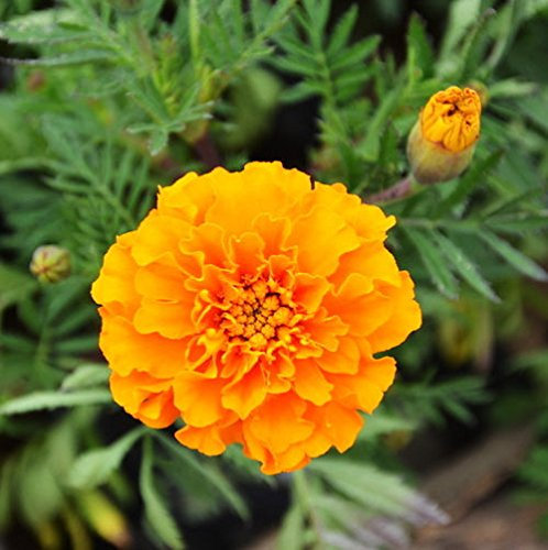 Semi di Calendula se 60 Semi Tagetes Patula Maidenhair s A019:Graines