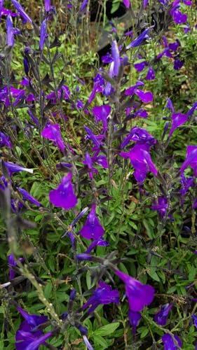 Salvia greggi MIRAGE 'Bleu' / Sauge arbustive bleu/Conteneur de 3 à 4 litres/Vivace