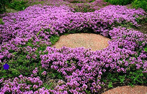 Ultrey Seed House - Fragrance Long Haired Mountain Thyme Seeds Sand Thyme Creeping Carpets Groundcover Perennial Flowers Stonecrop Seed Hardy Perennial