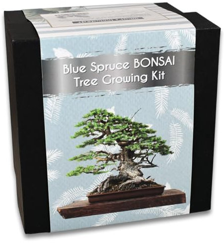 Blue Spruce Bonsai Tree Growing Kit