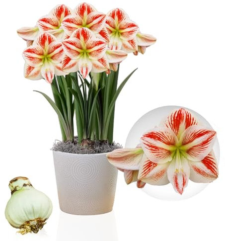 Amaryllis Zwiebel Clown - 1 Blumenzwiebel in Großformat 26/30 - Exklusive Blumenzwiebeln Amarillis - Echte Pflanzen aus Holland - Hippeastrum Zwiebeln (keine Samen, Wachs und nicht künstlich)