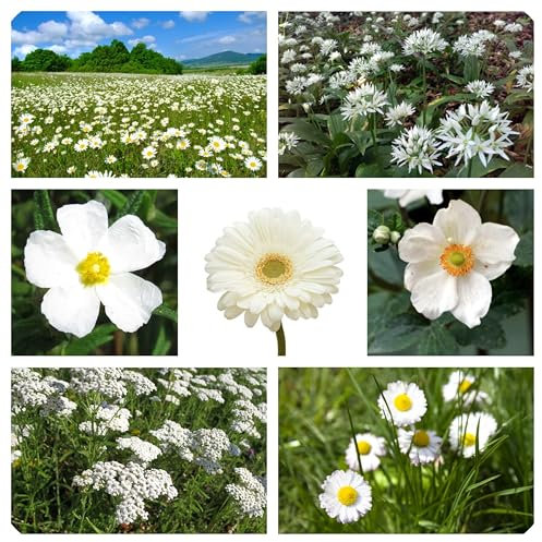 Miscuglio Semi di Fiori Bianchi attrattivi per api e Farfalle, Miscela di fiori per Aiuole, flower seeds for butterflies 8 g.