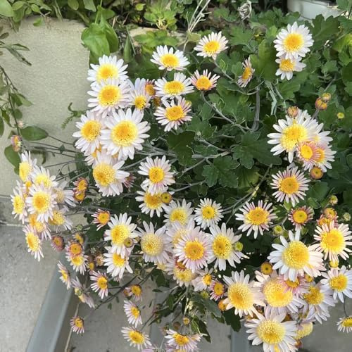 gänseblümchensamen mehrjährig - winterhart balkon, outdoor 150pcs