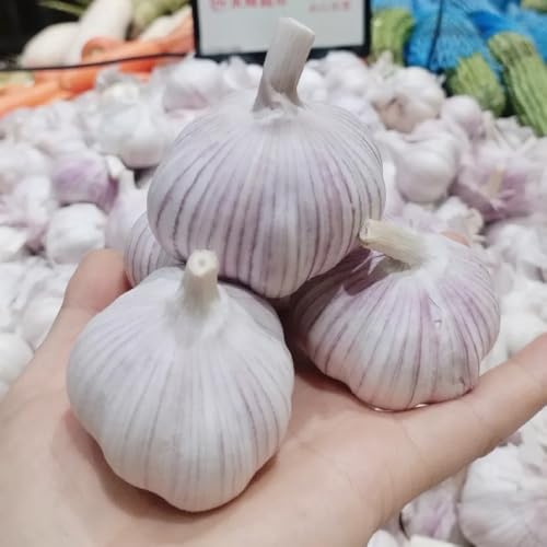 semillas de ajo para de jardín ajo elefante invierno para camas elevadas, balcón jardín cobertura del suelo orgánicas, balcón 150pcs