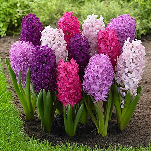 Bulbos de Jacinto | Pack 8 Unidades | Flores de Colores | Plantas Naturales | Hyacinthus Orientalis
