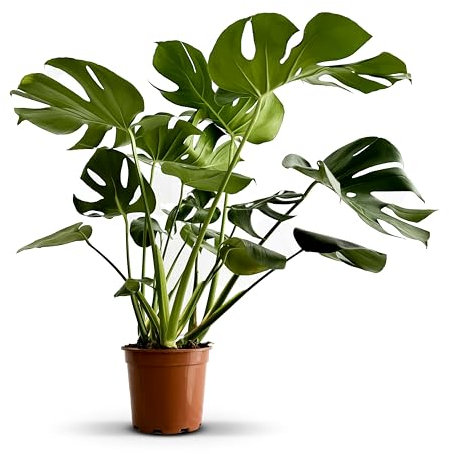 GREENTIA | Costilla de Adán - Monstera Deliciosa Planta Natural M17 Altura 50-60cm en Maceta de 17cm de diámetro