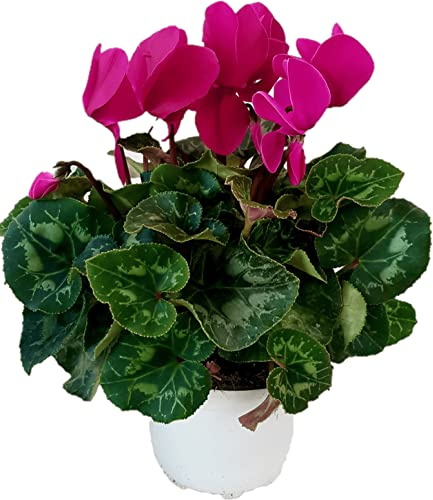 Generico Ciclamino Fucsia in Vaso | Pianta Ornamentale da Interno ed Esterno | Fiore Autunnale e Invernale, Resistente e Decorativo, Idea Regalo per la Casa o il Giardino