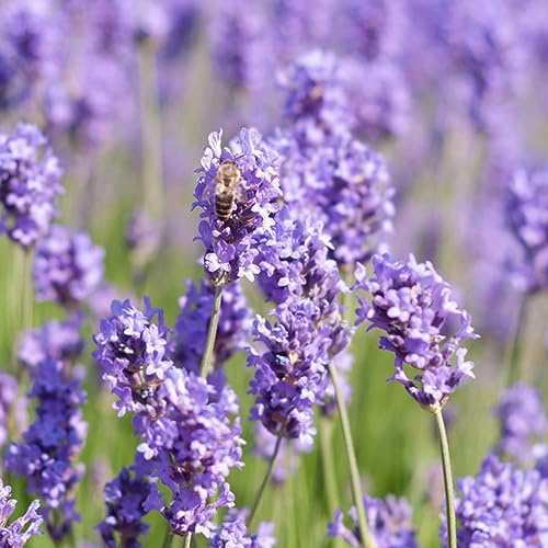 semi di lavanda - giardino interno biologiche varietà antiche 1000pcs