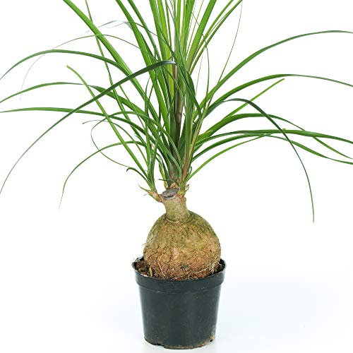 Beaucarnea Recurvata Nolina Ball - Ponytail Palm | Potted Home or Office Plant