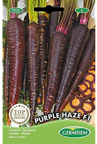 Germisem graines Carotte PURPLE HAZE F1