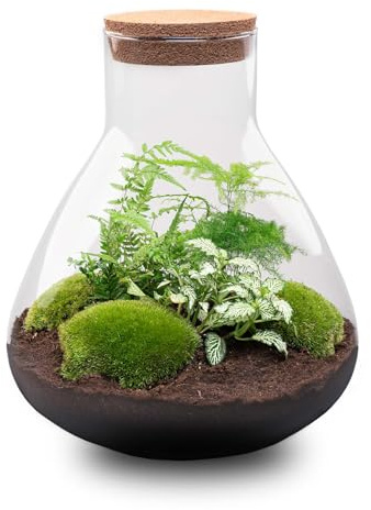 Flaskträdgård • Sam XL • Ekosystem med växter i glas • Skönhets 35 cm – DIY – terrarium komplett set – växtterrarium – urbanjngl | terrariumkit