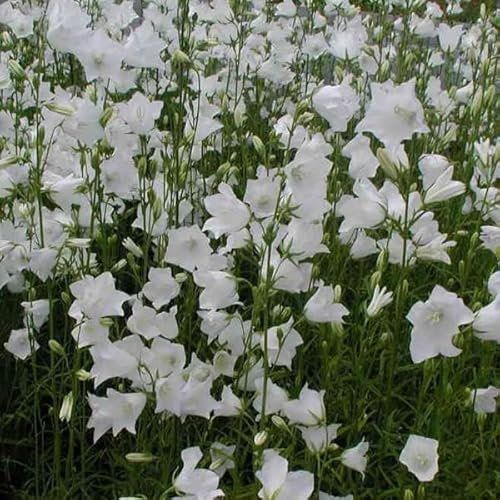 6 x Campanula Persicifolia 'Alba' - Perenni Vaso 9cm x 9cm