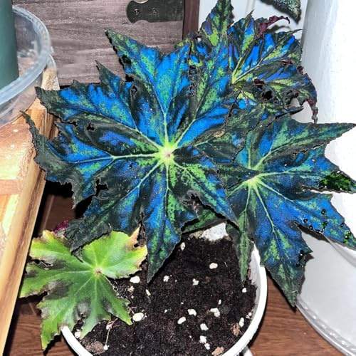 semillas de begonia de interior Begonia trucha semillas decorativas oficina raras balcón verano lugares soleados invernaderos balcón decoración 550pcs