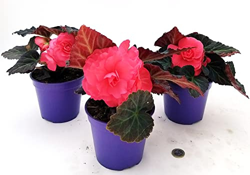 POWERS TO FLOWERS - BEGONIA TUBEROSA ROSA INTENSO, 3 PIANTE, VASO 12CM DIAMETRO, piante vere