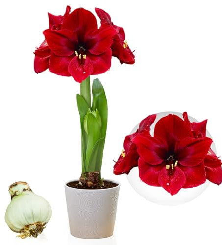 Amaryllis Dark Passion, 1 bulbo di grandi dimensioni 26/30, Esclusivo mix di bulbi, piante e fiori dall'Olanda, Autentici Hippeastrum (senza semi, non in cera e non artificiali)
