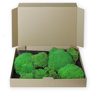 Kugelmoos konserviert - Moos zum Basteln - Erstelle dein eigenes Moosbild (125g)