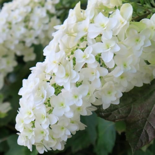Hydrangea Quercifolia 'Snow Queen' – Beautiful Oakleaf Hydrangea with Large White Flower Heads and Vibrant Red Autumn Foliage – Ideal for Garden Borders – 1x 9cm Pots by Thompson and Morgan
