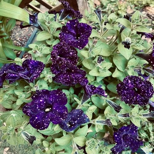 35 piezas semillas de petunia - de primavera semillas silvestres perennes resistentes, pradera verano, jardin