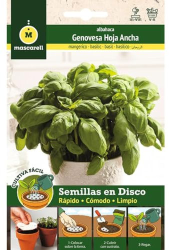 Mascarell Semillas, ALBAHACA HOJA ANCHA GENOVESA, Cultiva Fácil, Crea tu Propio Huerto en Casa, Contiene 3 Discos de 8 CM