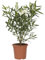 KENTIS - Nerium Oleander Weiß Winterharte Pflanzen für Garten - Blühende Heckenpflanzen für Balkon und Terrasse - H 80/100 cm Topf Ø 24 cm