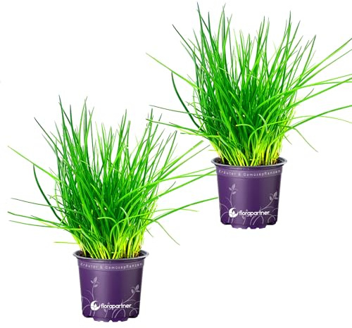 Schnittlauch Pflanze, Allium schoeneprasum Kräuter Pflanze 2stk.
