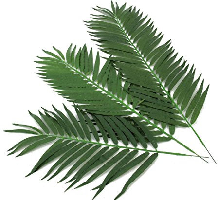 konstväxt-discount.com - konstgjorda växter Kocos Palmwedel set med 12 stycken längd ca 80 cm konstgjord palmwedel för palmer dekopalmen konstpalmer