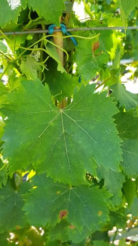 Vitis vinifera 'Muscat d'Alexandrie’ greffé sur 3309 / Vigne 'Muscat d'Alexandrie’ / Conteneur de 1 à 1.9 litres/Raisin de table