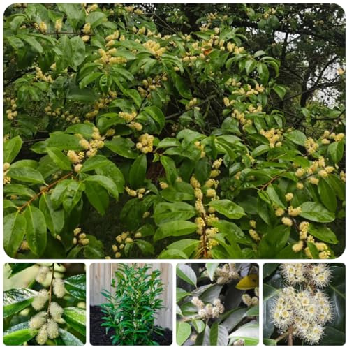 semillas de seto de laurel cerezo, primavera laurel cereza orgánicas variedades antiguas de interior, 70pcs