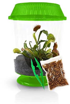 Venus Fly Trap Live Plant with 4.5 Green Terrarium + Carnivorous Plants Food Bundle with Feeding Tweezers - Carnivorous Plant Soil and Live Venus Flytrap